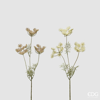 rami di daucus carota con foglie alteza 50 cm colore bianco e rosa