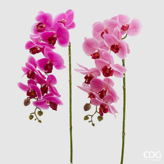 due rami di orchidea phalaenopsis reale a ramo altezza 76 cm colore rosa