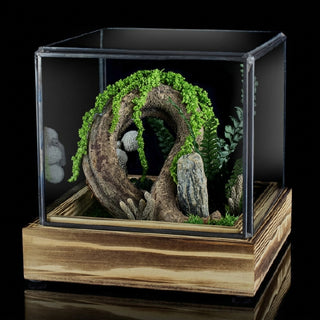 terrario teca con liana verde